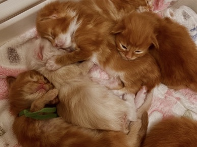 Maine Coon - Adorable Maine Coon Kittens available for adoption in Toronto