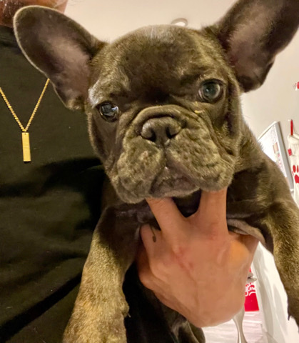 French Bulldog – French Bulldog Puppy