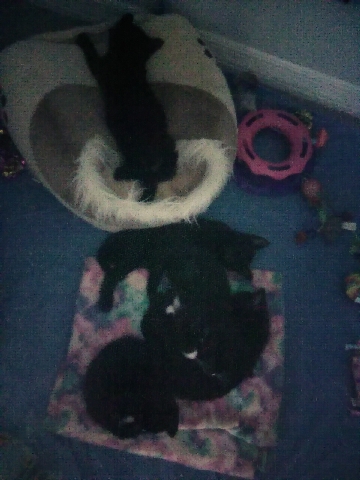 Beautiful hybrid mini kittens