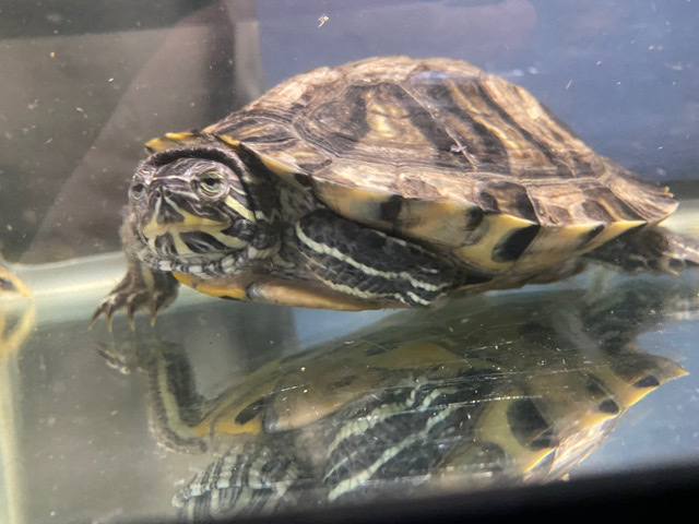 Free Red Ear Slider Turtle
