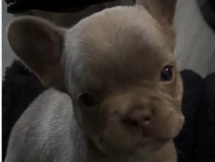 French Bulldog – French bulldog – Rialto