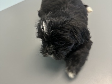 Shih Poo – Della’s Dynasty Pet Care – Pontiac