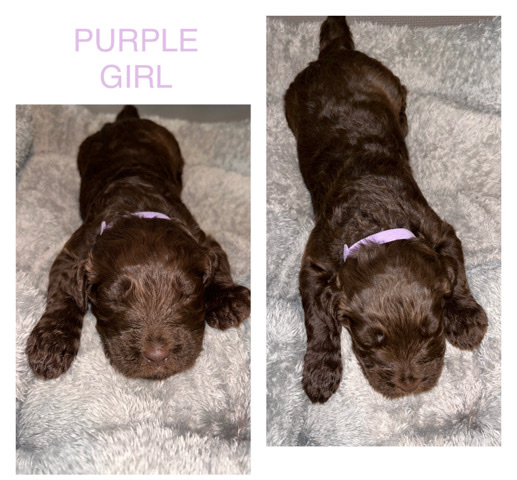 F2BB goldendoodle