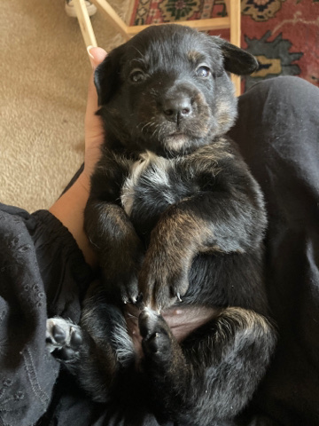 Aussie Retriever Puppies