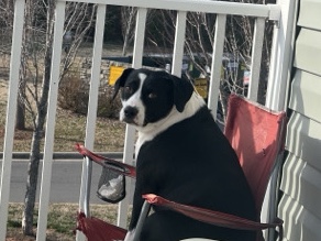 REHOME*** – Rock Hill