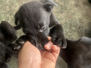 Mixed Breed – cane corso mixed husky – Miami