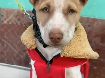 🐶 Bruno – Dog Kid for Adoption 🏡