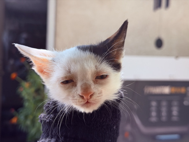 American Shorthair – El Feo – Los Angeles