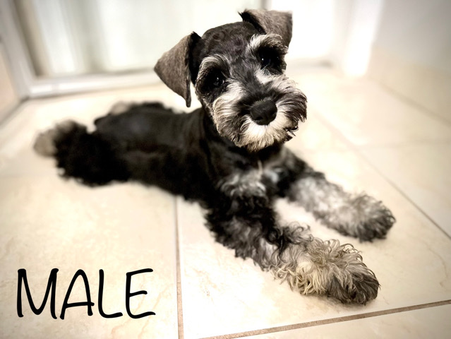Miniature Schnauzer – Miniature Schnauzer Puppies