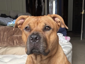 Mixed Breed – 🐾 Sweet & Loving Hazel Looking for Her Forever Home – Hammonton
