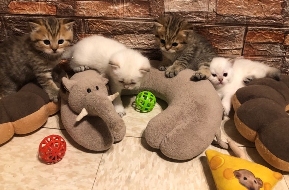 Scottish Fold – 1m Blue point female