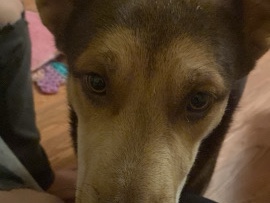 Siberian Husky – free dog – Apache Junction