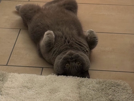 British Shorthair – Verschmuste BKH-Katze abzugeben – Berlin