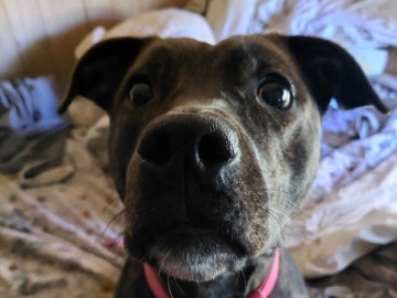 American Pit Bull Terrier – Labrador Pit bull needs a home – Flint