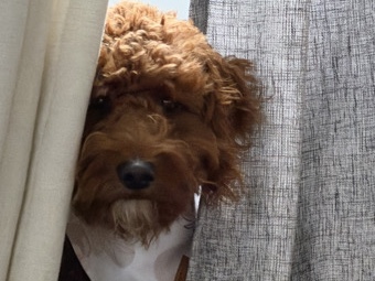 Goldendoodle – Ryder is a 11 month old Miniature Goldendoodle that loves to cuddle – Stafford
