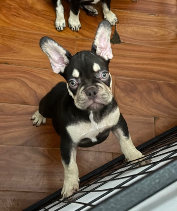 French Bulldog – very playful