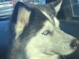 Siberian Husky – beautiful baby! – Manassas