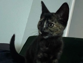 American Shorthair – Adorable American Shorthair Kitten – 5 Weeks Old – Miami