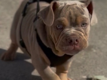 American Bulldog – American bully x bulldog – Worcester