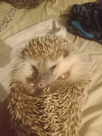 hedgehog – hedgehog