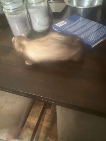 ferret – two Marshall Ferrets