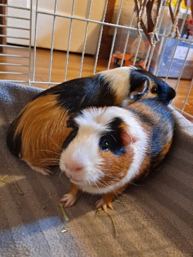 Any – 2 Bonded Male guinea pigs
