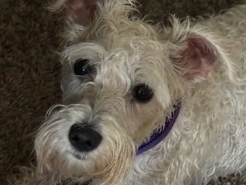 Miniature Schnauzer - miniature schnauzer  available for adoption in Sesser