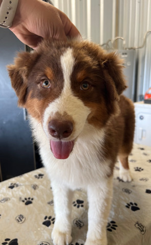 Australian Shepherd – Australian Shepherd Puppies