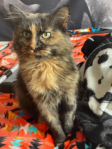 British Longhair – Rehoming this sweetie