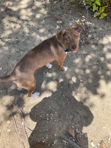 German Shepherd – Marley- rehoming puppy (shepherd mix)
