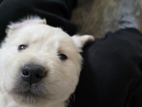 Golden Retriever – Golden Retriever – Beaumont