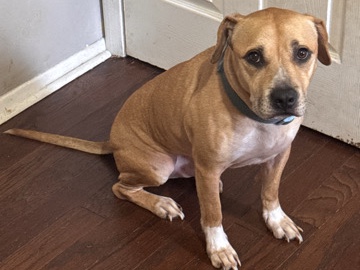 American Staffordshire Terrier – scooby – Phenix City