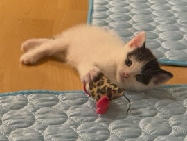 British Shorthair – BKH-Mix Kitten suchen ihr Für immer Zuhause – Bad Wimpfen