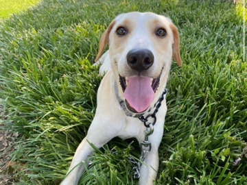 Image of Labrador Retriever
