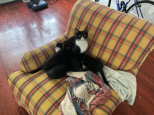 cats/kittens – Rocky Mount