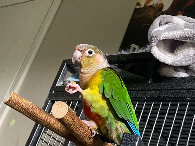 My green cheek conure Gizmo! 