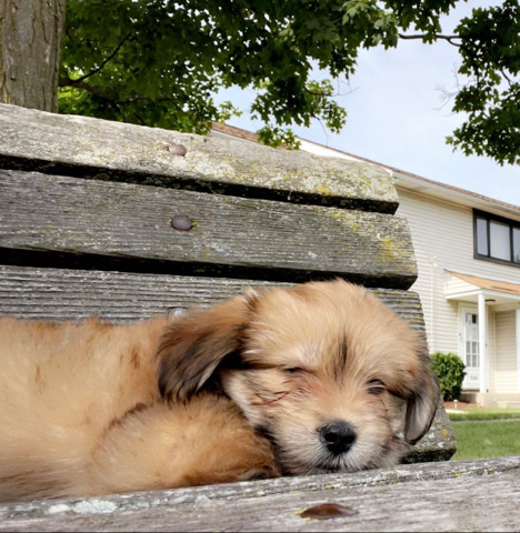 Shih Tzu – 6 month old havanese