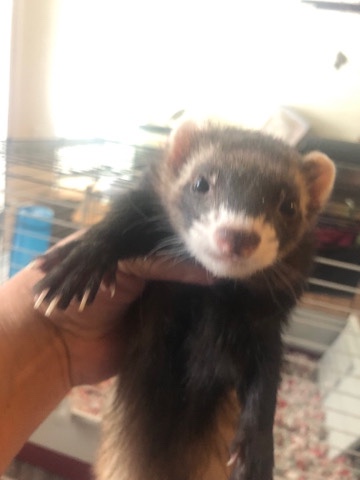 Any – Two REALLY CUTE ferrets