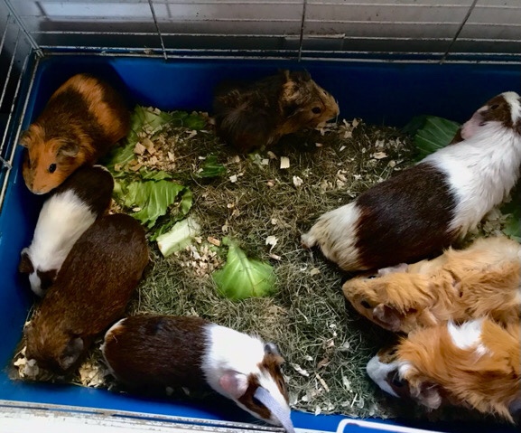 Guinea pigs