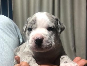 American Bulldog - VENDE-SE FILHOTE DE AMERICAN BULLY POCKT  available for adoption in São Paulo