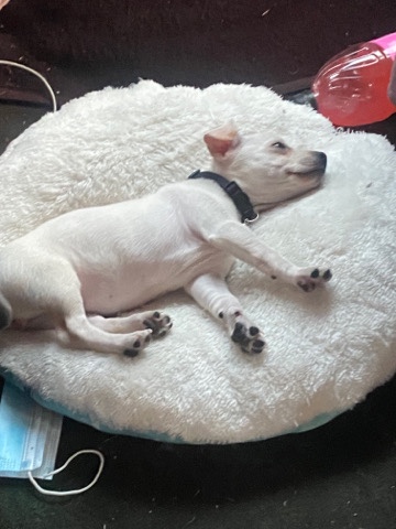 Jack Russell Terrier – Jack Chi Puppy