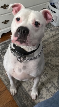 Free to good home