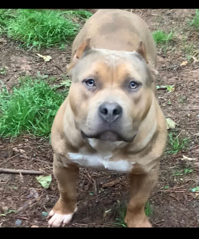 American Staffordshire Terrier – Merle lilac bully