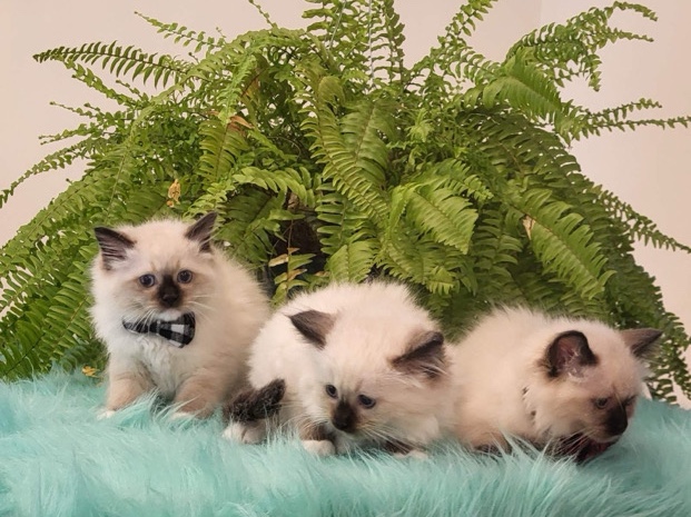 Ragdoll Kittens