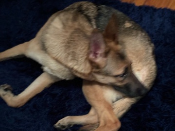 German Shepherd – amiri – Farmington Hills