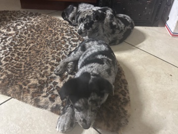 Pomeranian – 2 months Merle puppies for sell – Orlando