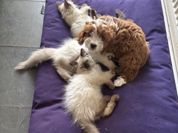Ragdoll – 3 Male Purebred Ragdolls. Ready Now/ Offers welcome – Welwyn Garden City