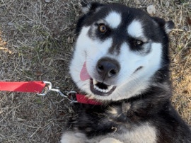 Siberian Husky – Roxie – Phoenix