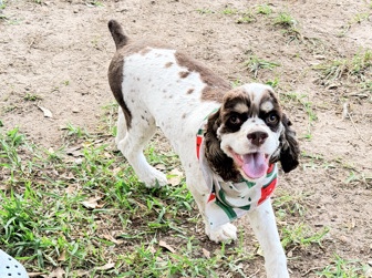 American Cocker Spaniel – Rehoming American cocker spaniel (cooper) – Humble