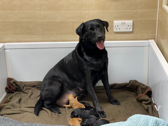 Labrador Retriever – labradoodles boys and girls